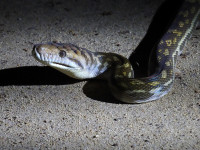 Cooks Hut Campground and Portland Road